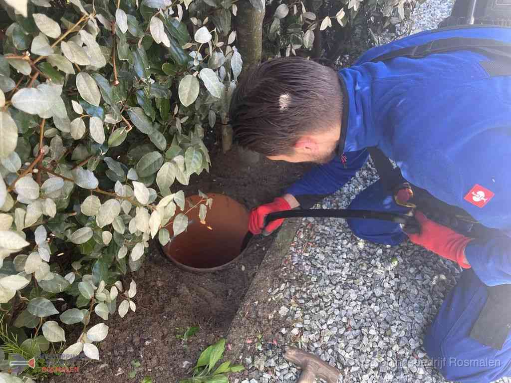 Rioolvliegjes Rosmalen Rioolvliegjes Rosmalen